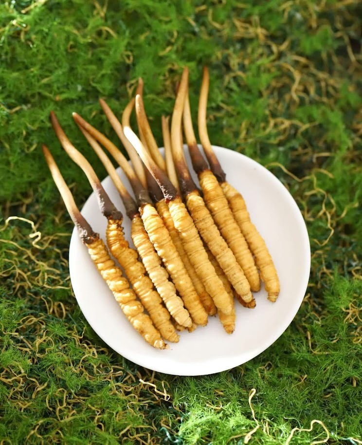 白い皿に並べられたシネンシス冬虫夏草の原料写真